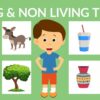 Classification Of Living Things Explained