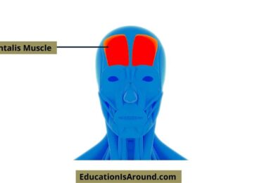 Everything about Frontalis Muscle