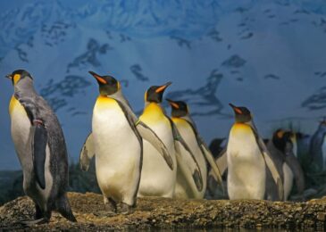 How and where do penguins live?