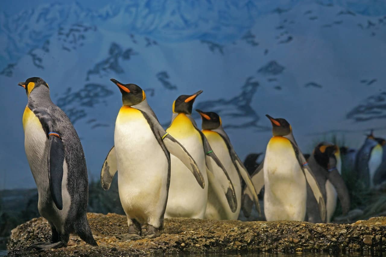 where do penguins live